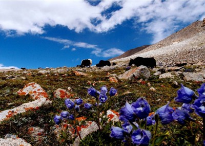 Flora and fauna of Ladakh